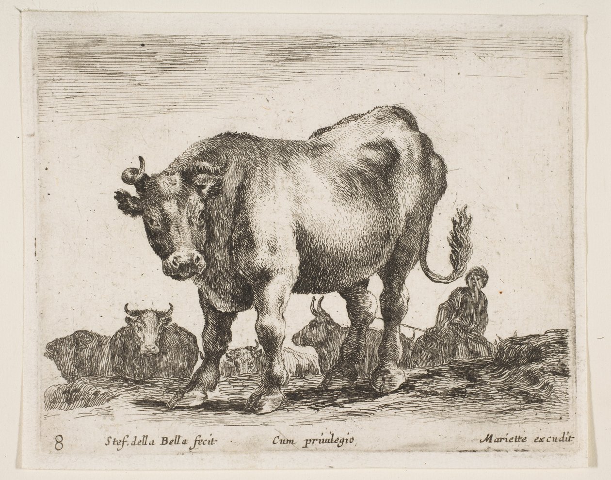 اللوحة 8: بقرة ، من حيوانات مختلفة Diversi animali ، ca. 1641. بواسطة ستيفانو ديلا بيلا