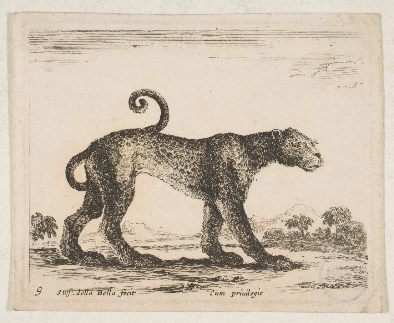 اللوحة 9: النمر ، من "حيوانات مختلفة" Diversi animali ، كاليفورنيا. 1641. بواسطة ستيفانو ديلا بيلا
