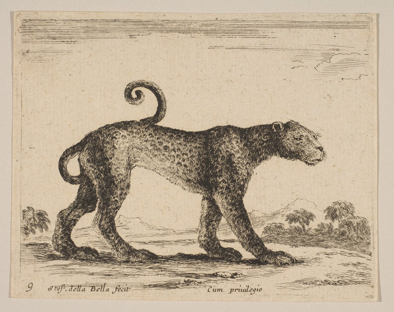 اللوحة 9: نمر من حيوانات مختلفة Diversi animali، ca. 1641. بواسطة ستيفانو ديلا بيلا