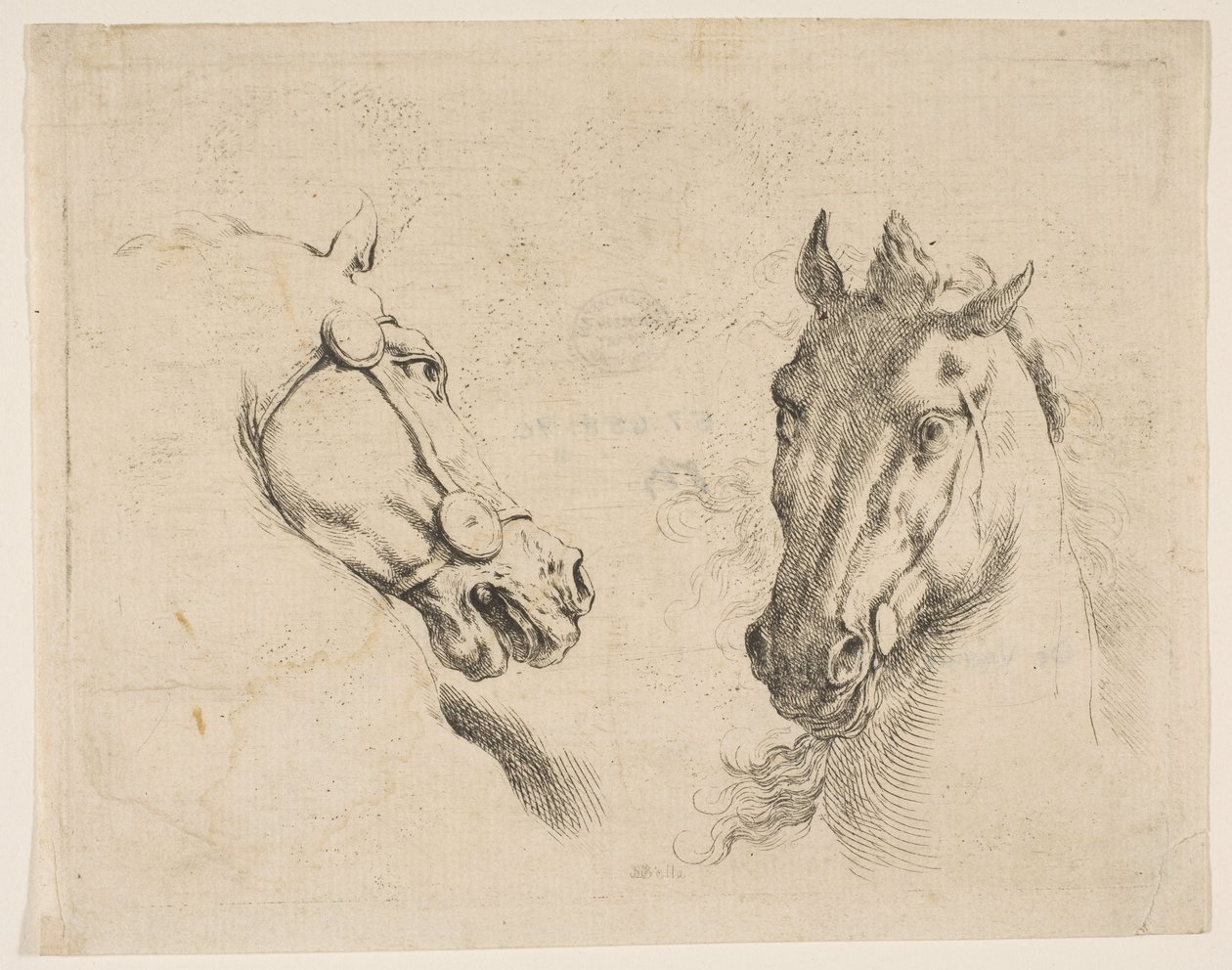 اثنين من رؤوس الخيل ، كاليفورنيا. 1649. بواسطة ستيفانو ديلا بيلا