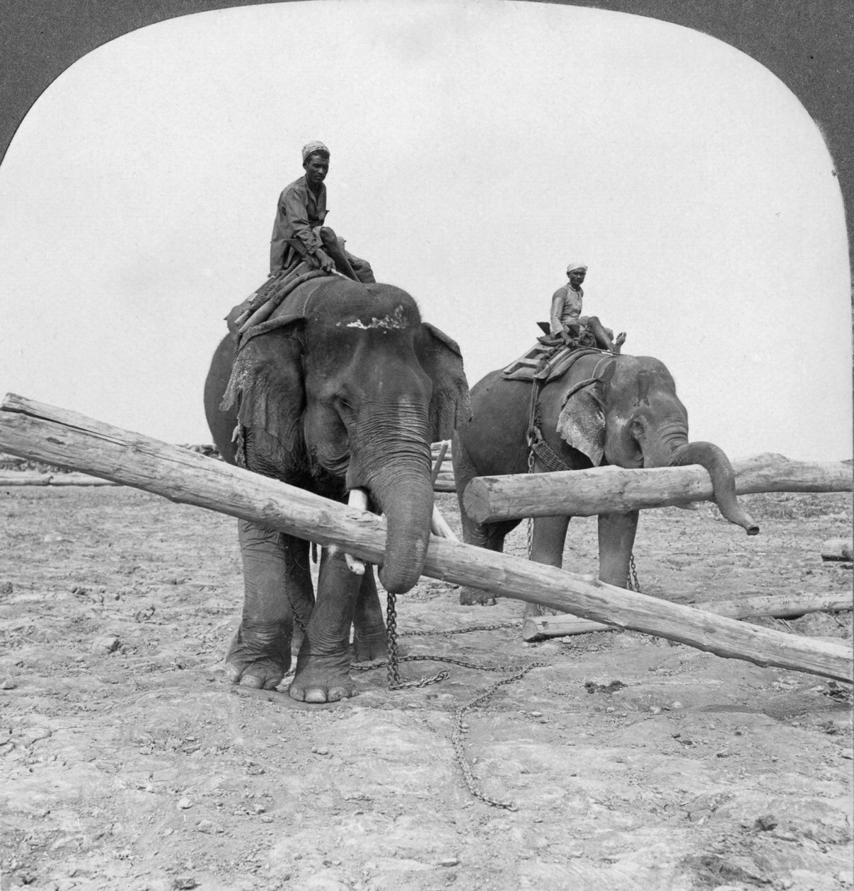 الفيلة تعمل في ساحة الخشب ، رانغون ، بورما ، 1908 بواسطة شركة السفر ستيريو