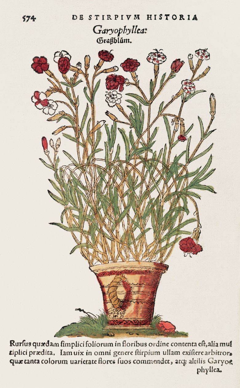 قرنفل ، من De Historia Stirpium بواسطة Leonard Fuchs (1501-66) 1545 بواسطة المدرسة السويسرية