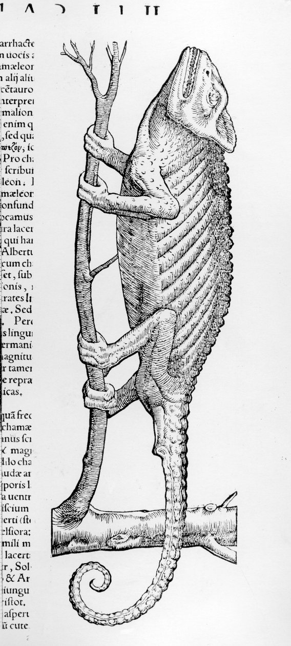 الحرباء ، من "كتاب التاريخ الحي 2 ، التوت البري Oviparis" بواسطة كونراد جيزنر ، نشر 1554 بواسطة المدرسة السويسرية