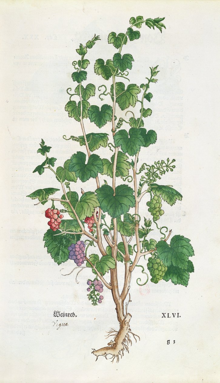 لوحة نباتية للعنب (Vitis Vinifera) من De Historia Stirpium بواسطة Leonard Fuchs (1501-66) 1543 بواسطة المدرسة السويسرية