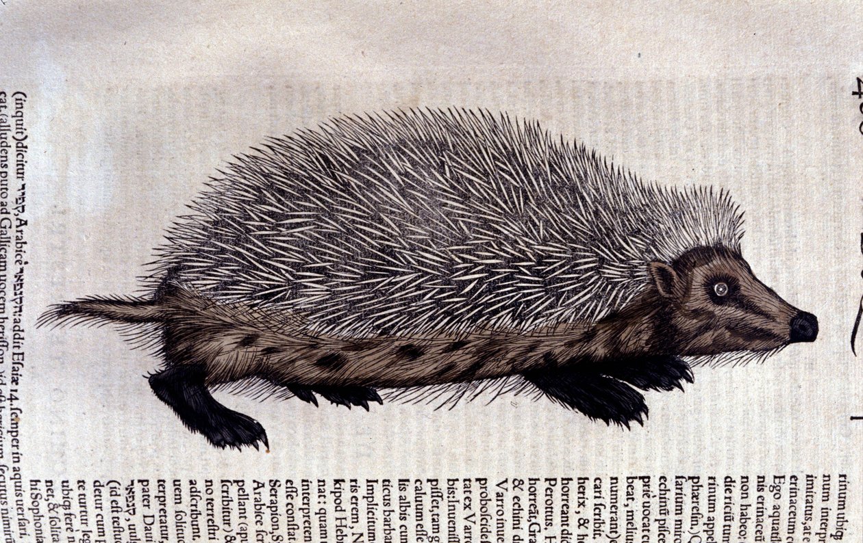 Hedgehog, illustration from 