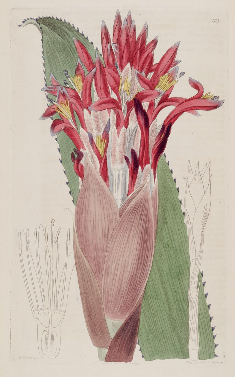 رسم توضيحي لـ Aechmea nudicaulis (مثل syn Bromelia nudicaulis) بواسطة سيدنهام تيست إدواردز