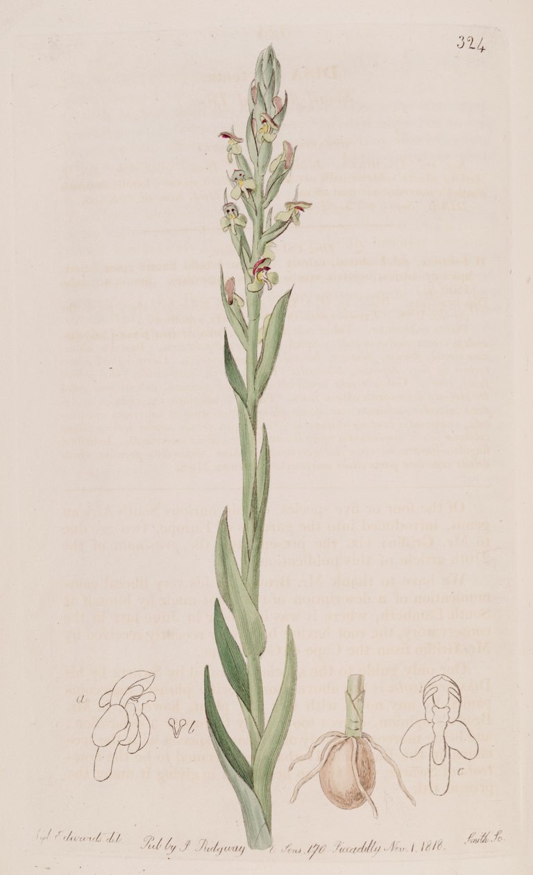 رسم توضيحي لـ Disa bracteata بواسطة سيدنهام تيست إدواردز