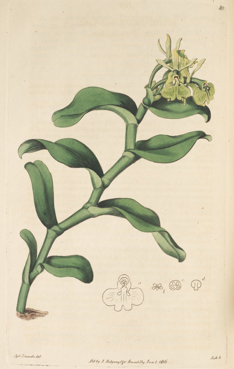 رسم توضيحي ل Epidendrum umbelliferum (مثل syn. Epidendrum umbellatum) بواسطة سيدنهام تيست إدواردز