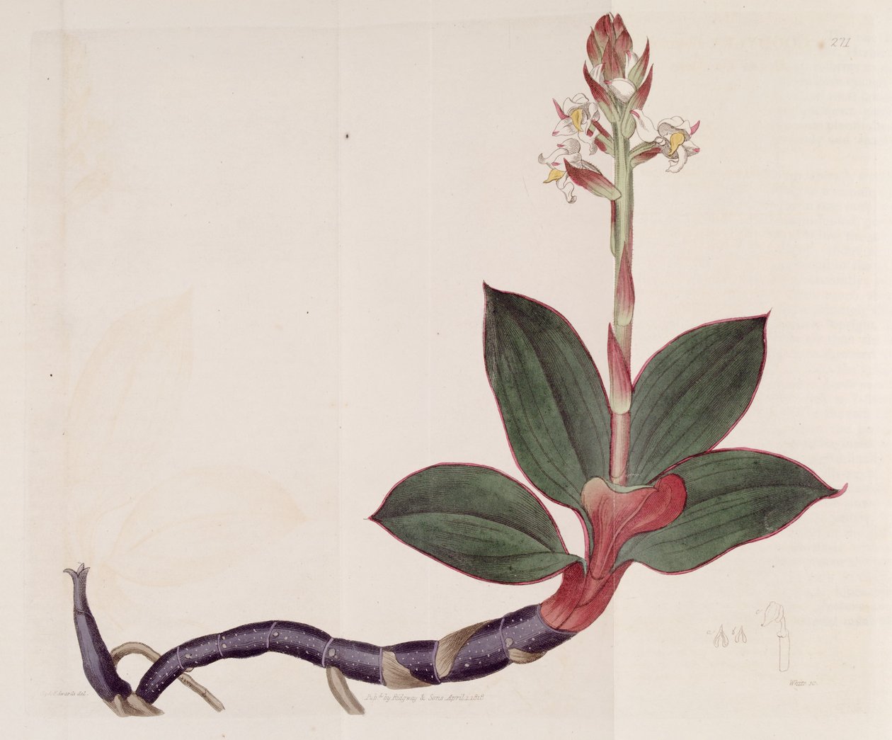 رسم توضيحي لوديسيا تغير اللون (مثل syn. Goodyera discolor) بواسطة سيدنهام تيست إدواردز