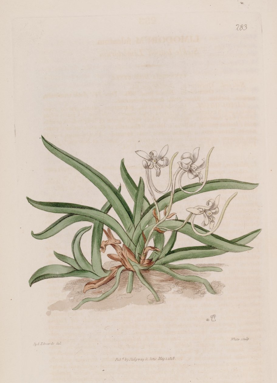 رسم توضيحي لـ Neofinetia falcata (مثل syn. Limodorum falcatum) بواسطة سيدنهام تيست إدواردز