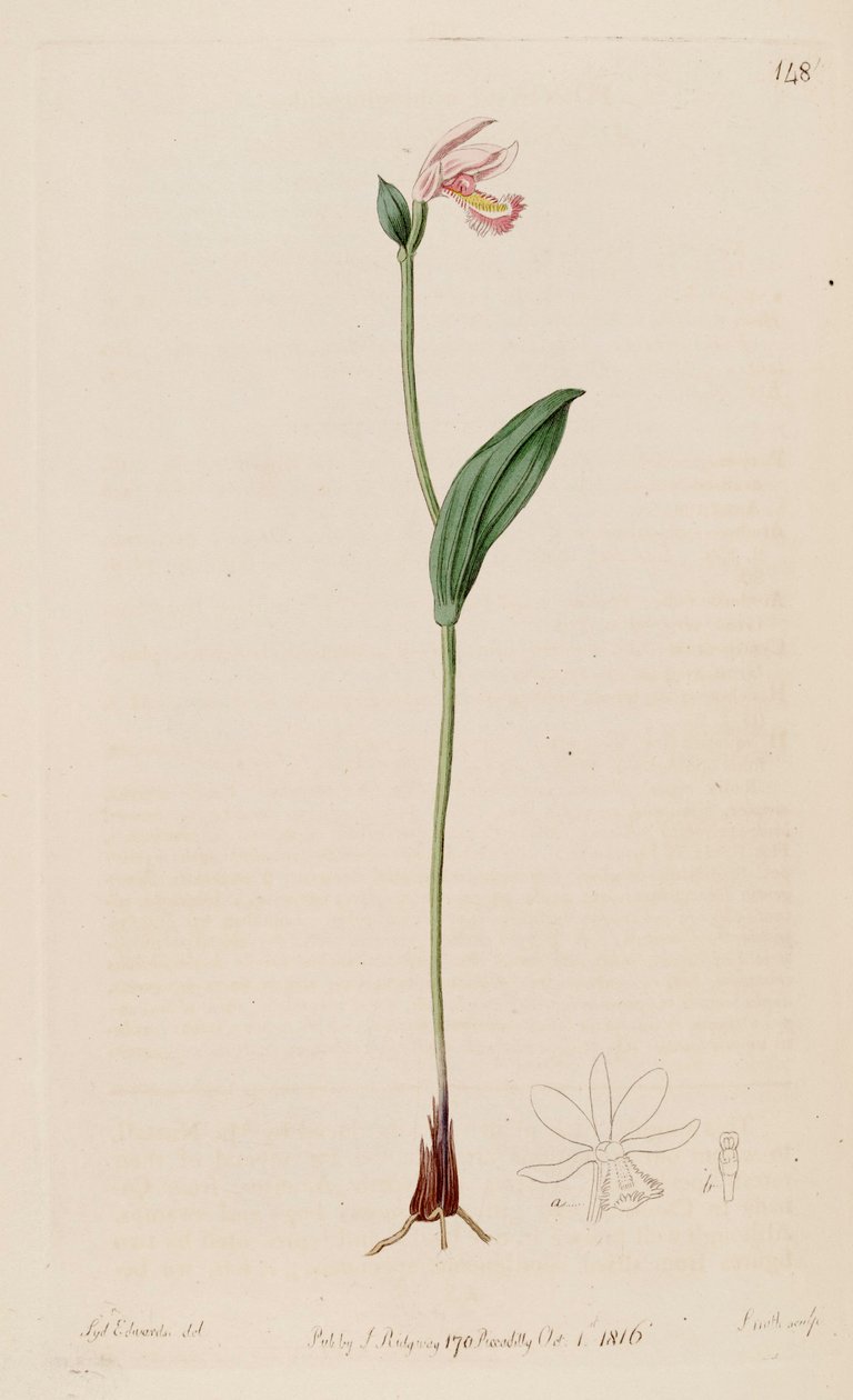 رسم توضيحي لبوغونيا ophioglossoides بواسطة سيدنهام تيست إدواردز