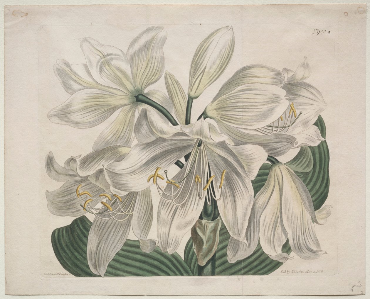 مجلة نباتية أو حديقة زهور معروضة: White Cape - Coast Lily ، 1806. بواسطة سيدنهام تيست إدواردز