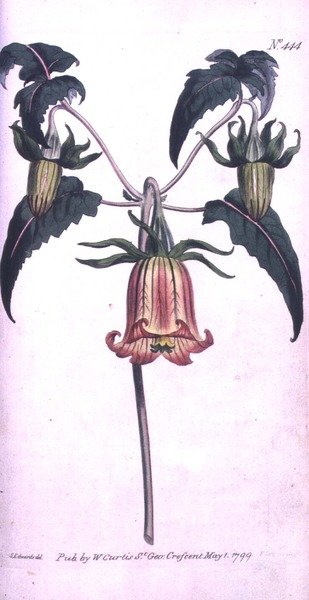 زهرة جرس جزيرة الكناري (Canarina campanula) ، اللوحة 444 من William Curtis "The Botanical Magazine" (أو "Flower Garden Displayed") ، حانة. 1799 (نقش) بواسطة سيدنهام تيست (بعد) إدواردز