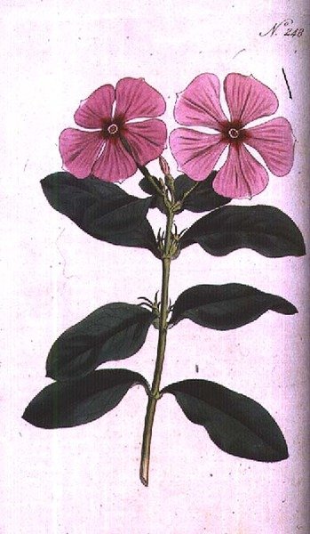 Periwinkle (فينكا روزيا مدغشقر) ، اللوحة 248 من William Curtis "The Botanical Magazine" (أو "Flower Garden Displayed") ، محفور بواسطة F. Sansom، pub. 1793-94 (نقش) بواسطة سيدنهام تيست (بعد) إدواردز