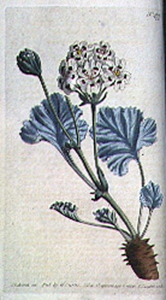 فاتورة رافعة سميكة مطاردة (Pelargonium crassicaule) ، لوحة 477 من William Curtis 'The Botanical Magazine' (أو 'Flower Garden Displayed') ، محفور بواسطة F. Sansom ، حانة. 1799 (نقش) بواسطة سيدنهام تيست (بعد) إدواردز