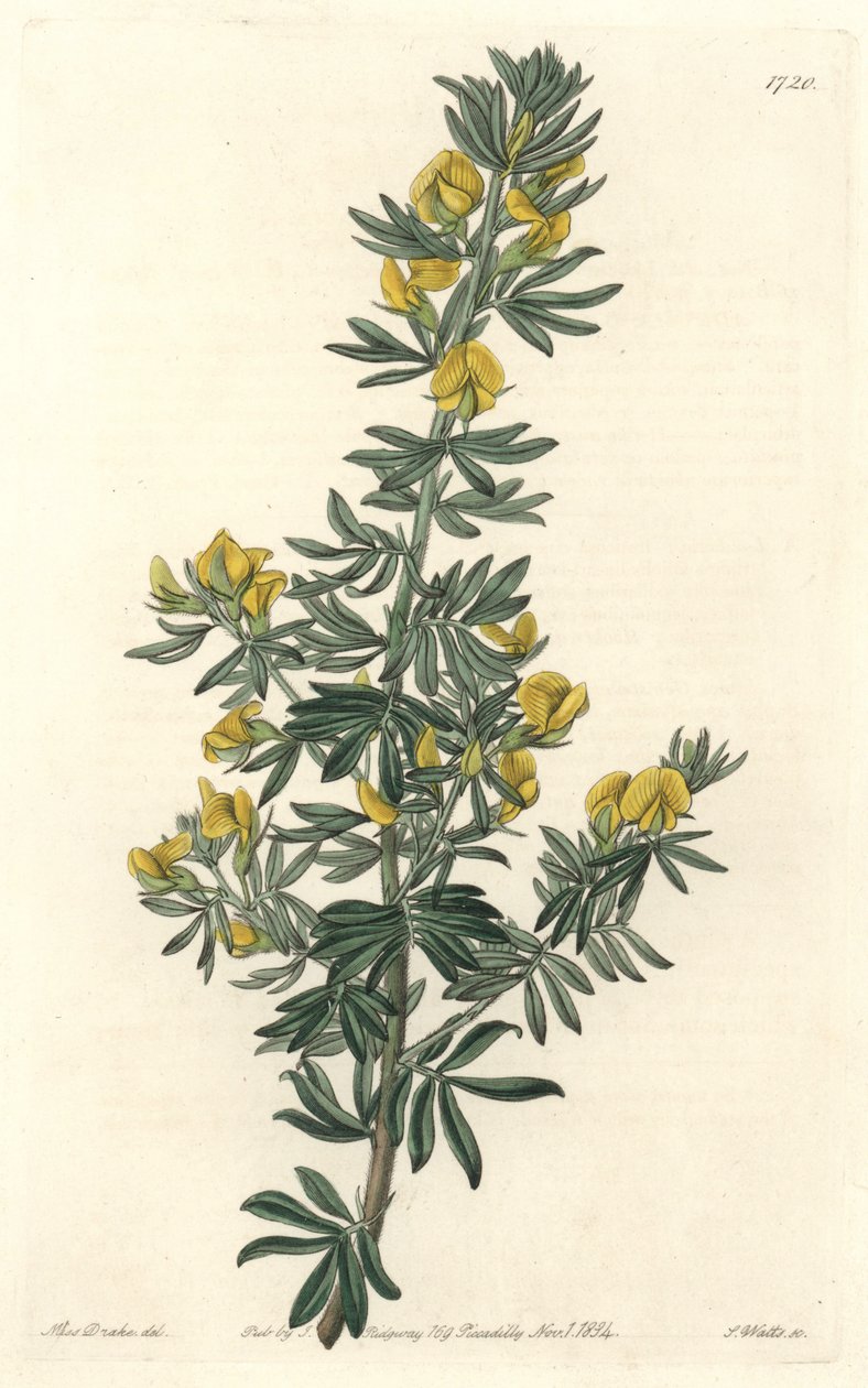 Adesmia de Loudon, native of Tasmania (Australia) - Water of S. Watts from an illustration by Sarah Anne Drake (1803-1857), from the Botanical Register بواسطة سيدنهام تيست إدواردز