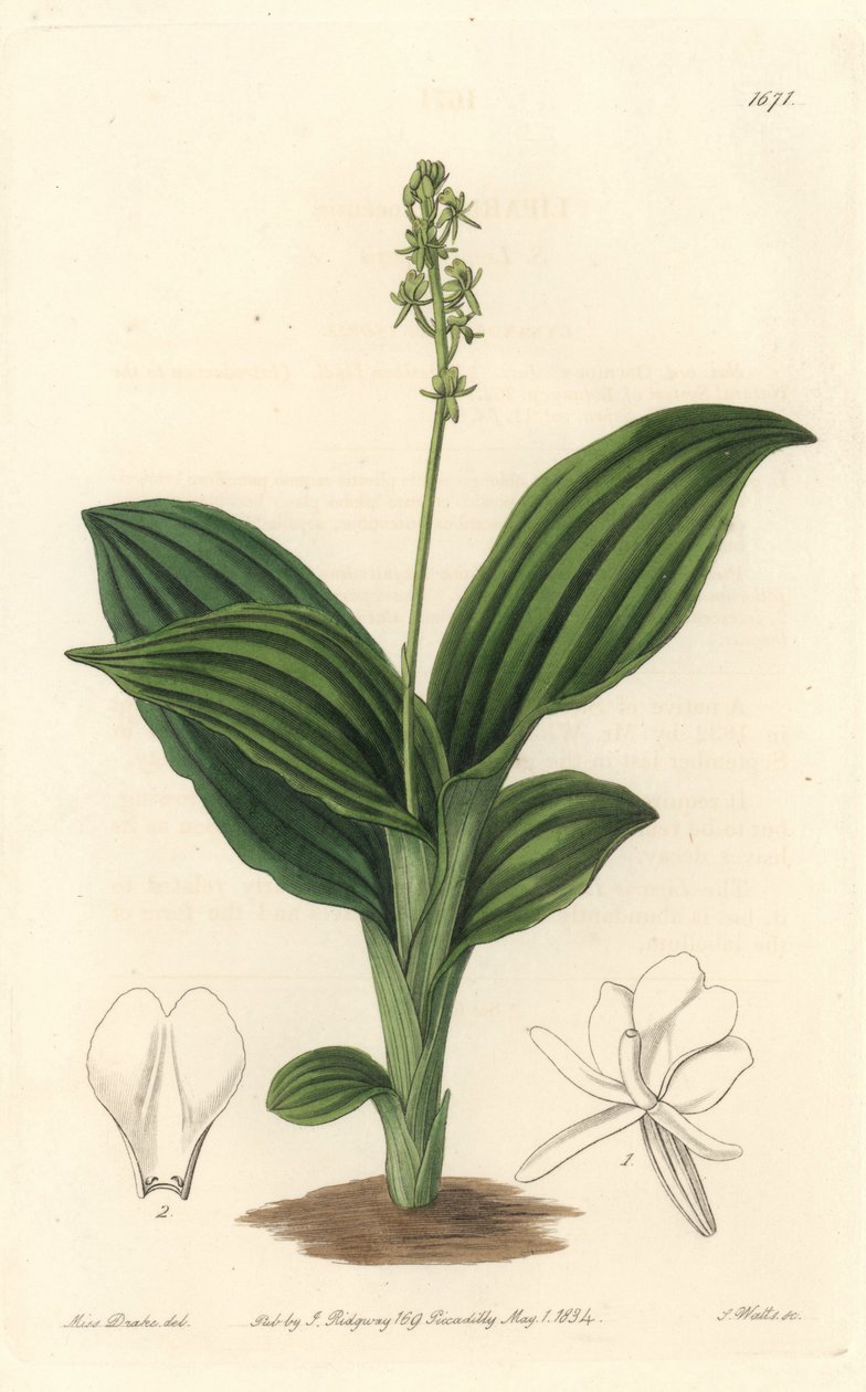 African Liparis Orchid - Water forte by S. Watts من رسم توضيحي لسارة آن دريك (1803-1857) ، من السجل النباتي بواسطة سيدنهام تيست إدواردز