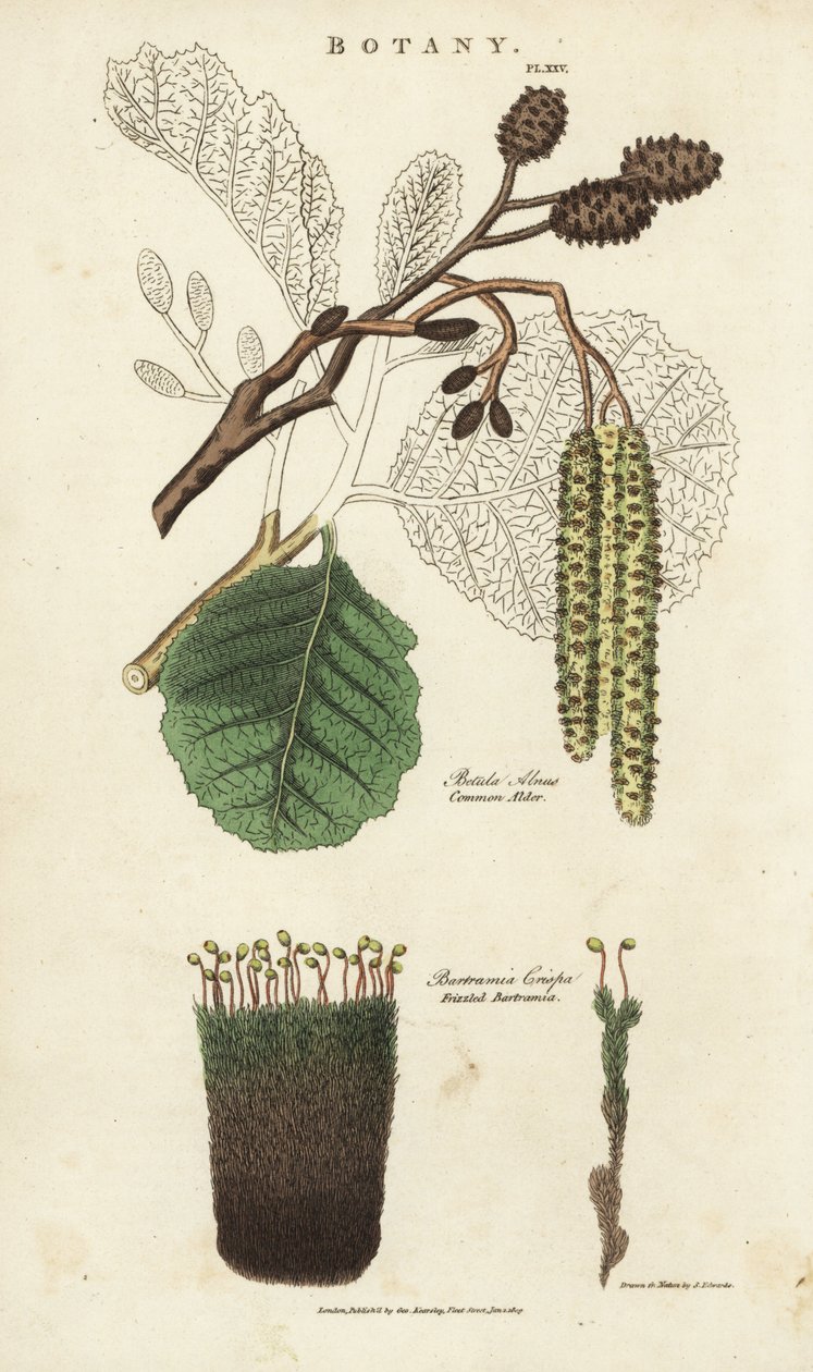 Alder (aune) and moss variete - Common alder tree, Betula alnus, and frizzled bartramia, Bartramia crispa. Handcoloured copperplate engraving after Sydenham Edwards from John Mason Good