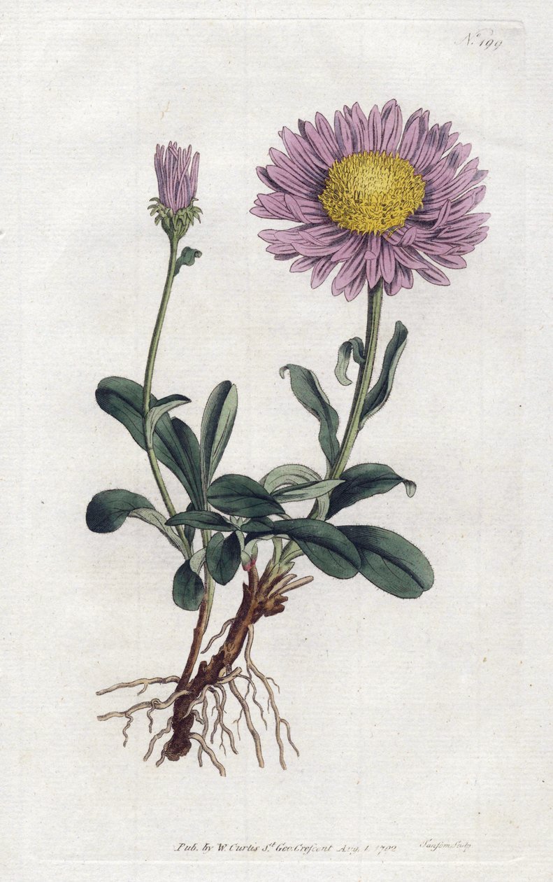 Alpine Aster or Queen Daisy of the Alps - Lithograph by Sydenham Edwards (1768-1819), from William Curtis