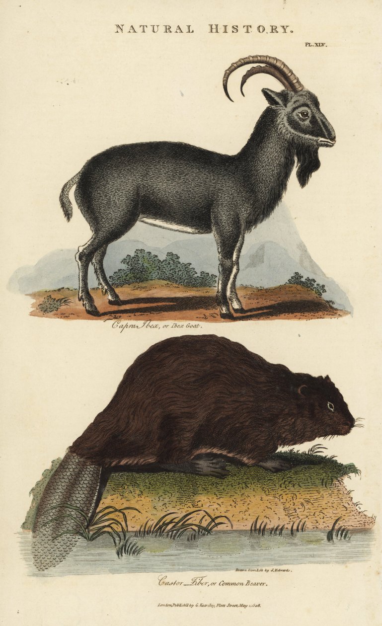 Alpine Ibex and European Beaver or Common Beaver - Alpine ibex goat, Capra ibex, and common Eurasian beaver, Castor fiber. Handcoloured copperplate engraving after Sydenham Edwards from John Mason Good