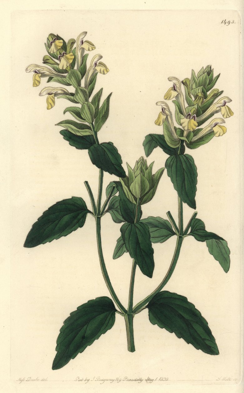 Alpine scutellaria - جبال الألب Skutellaria ، Scutellaria alpina (Alpine scutellaria ، مجموعة متنوعة من أزهار القفزات ، Scutellaria alpina var. lupulina). نقش على لوح نحاسي ملون يدويًا بواسطة S. Watts بعد رسم توضيحي من الآنسة سارة دريك من نباتات سيدنهام إد بواسطة سيدنهام تيست إدواردز