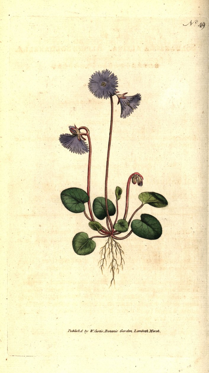 Alpine soldanella - Alpine soldanella, Soldanella alpina. Handcolured copperplate engraving after a botanical illustration by James Sowerby from William Curtis