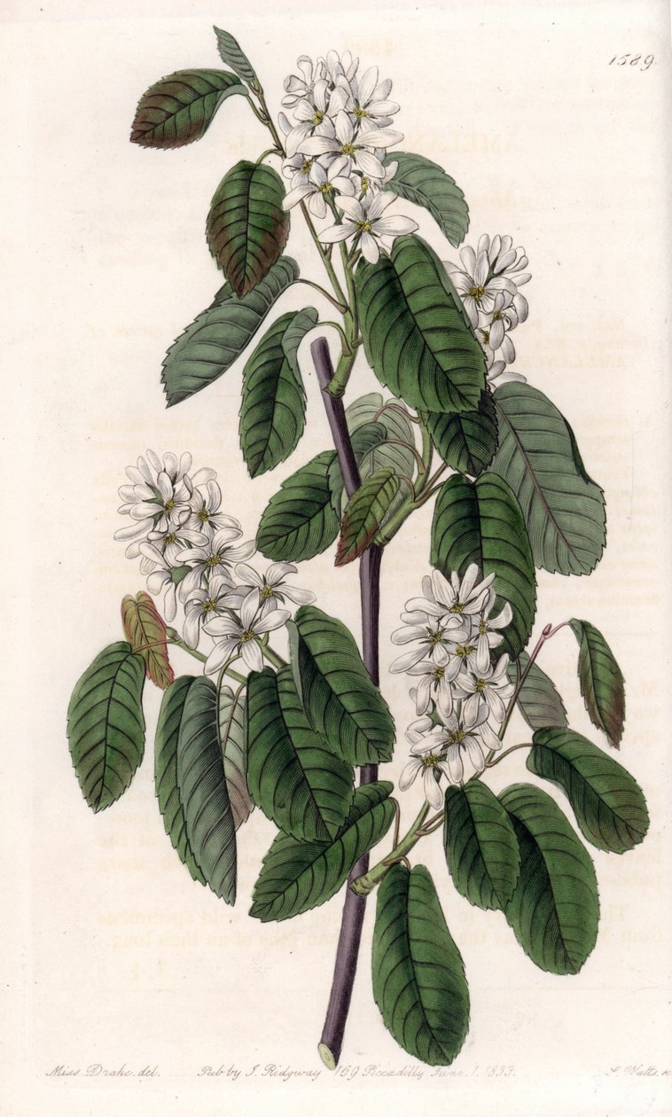 Amelanchier بأوراق ألدر أو أروني المزهرة - لوحة محفورة بواسطة S.Watts ، من رسم توضيحي لسارة آن دريك (1803-1857) ، من السجل النباتي لسيدنهام إدواردز (1768-1819) ، إنجلترا بواسطة سيدنهام تيست إدواردز