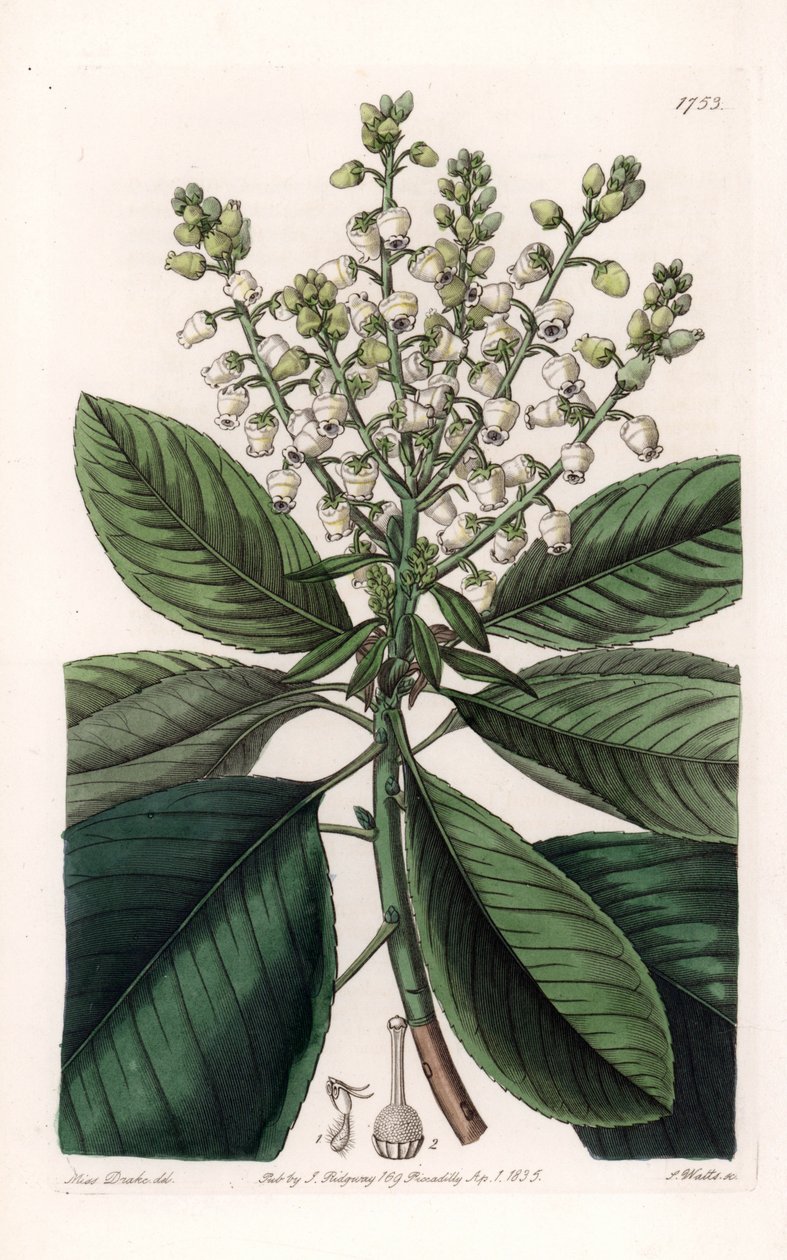 شجرة أربوتوس الأمريكية - نقشها إس واتس ، من رسم توضيحي لسارة آن دريك (1803-1857) ، من السجل النباتي لسيدنهام إدواردز (1768-1819) ، إنجلترا بواسطة سيدنهام تيست إدواردز