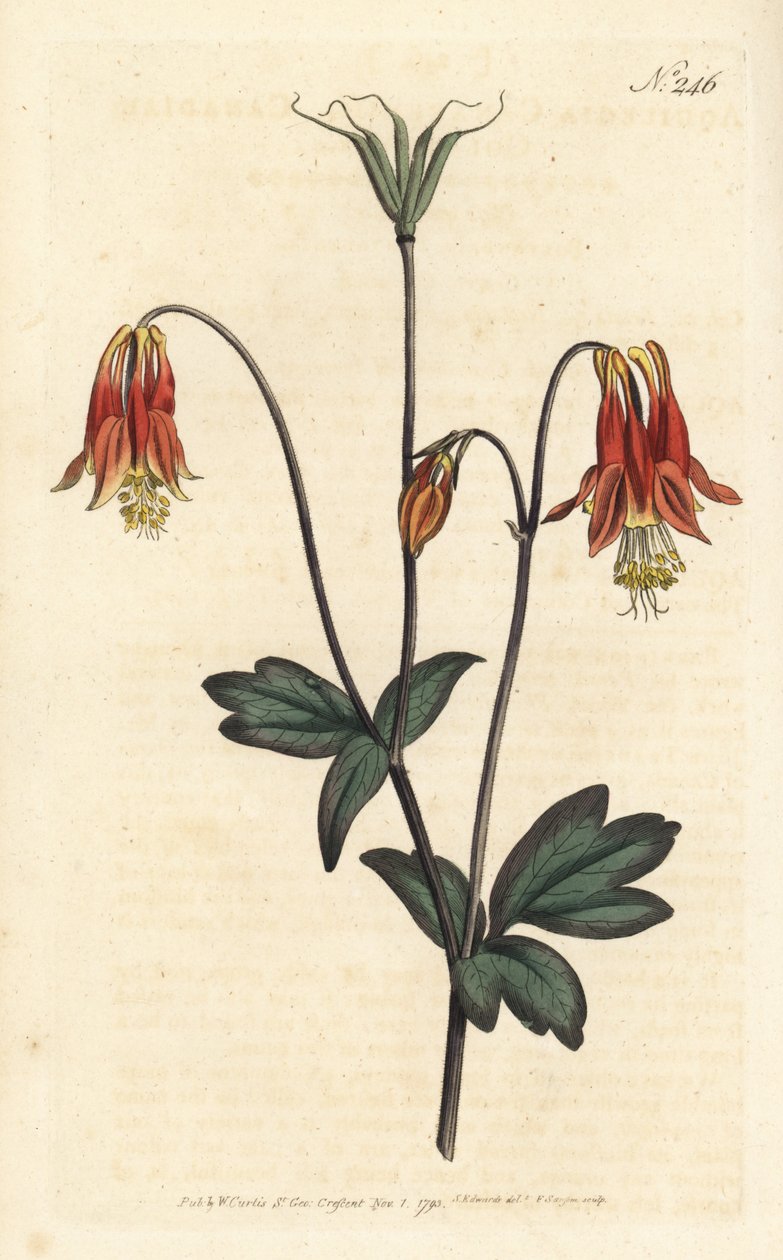 Ancolia du Canada - كولومبين الكندية. Aquilegia canadensis. نقش على لوح نحاسي ملون يدويًا بواسطة Sansom بعد رسم توضيحي بواسطة Sydenham Edwards rom مجلة William Curtis النباتية ، لندن بواسطة سيدنهام تيست إدواردز