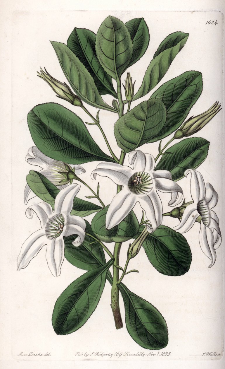 Anthocercis variete, native to Australia - Plate engraved by S.Watts, from an illustration by Sarah Anne Drake (1803-1857), from the Botanical Register of Sydenham Edwards (1768-1819), England بواسطة سيدنهام تيست إدواردز