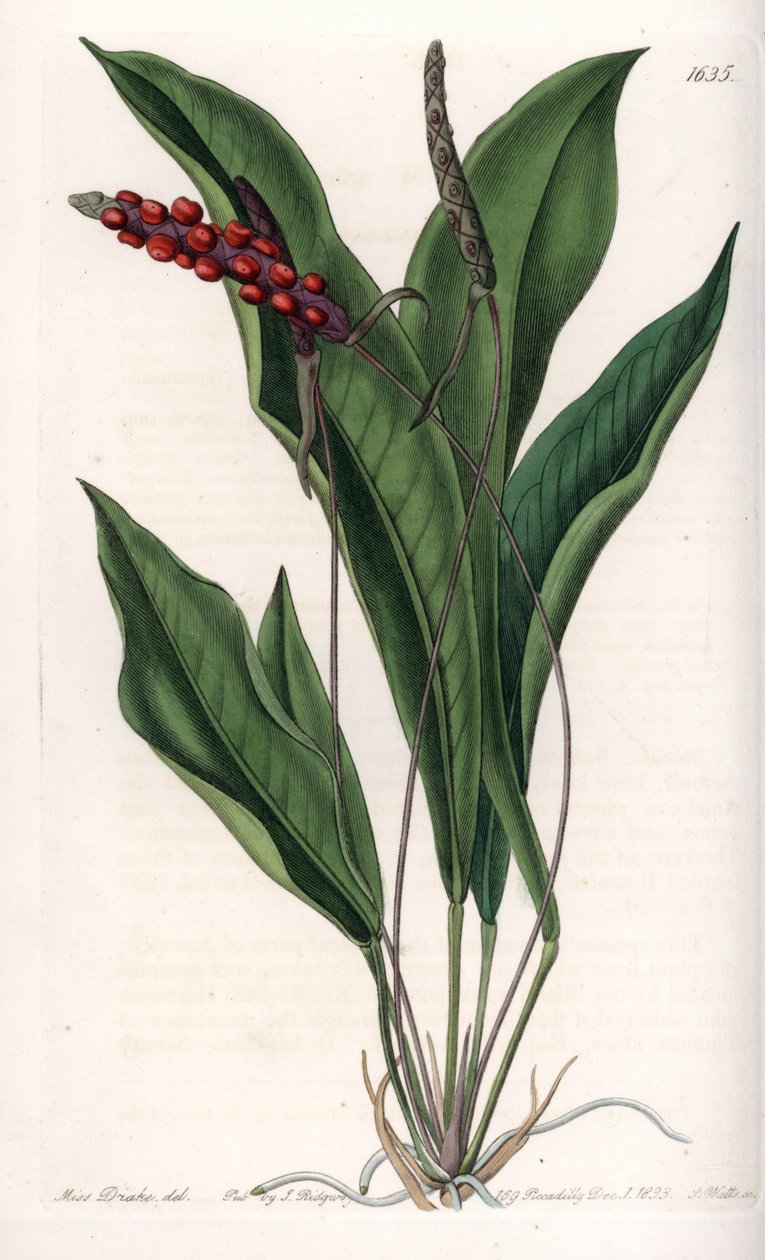 Anthurium gracile - Engraved board by S.Watts, from an illustration by Sarah Anne Drake (1803-1857), from the Botanical Register of Sydenham Edwards (1768-1819), England بواسطة سيدنهام تيست إدواردز
