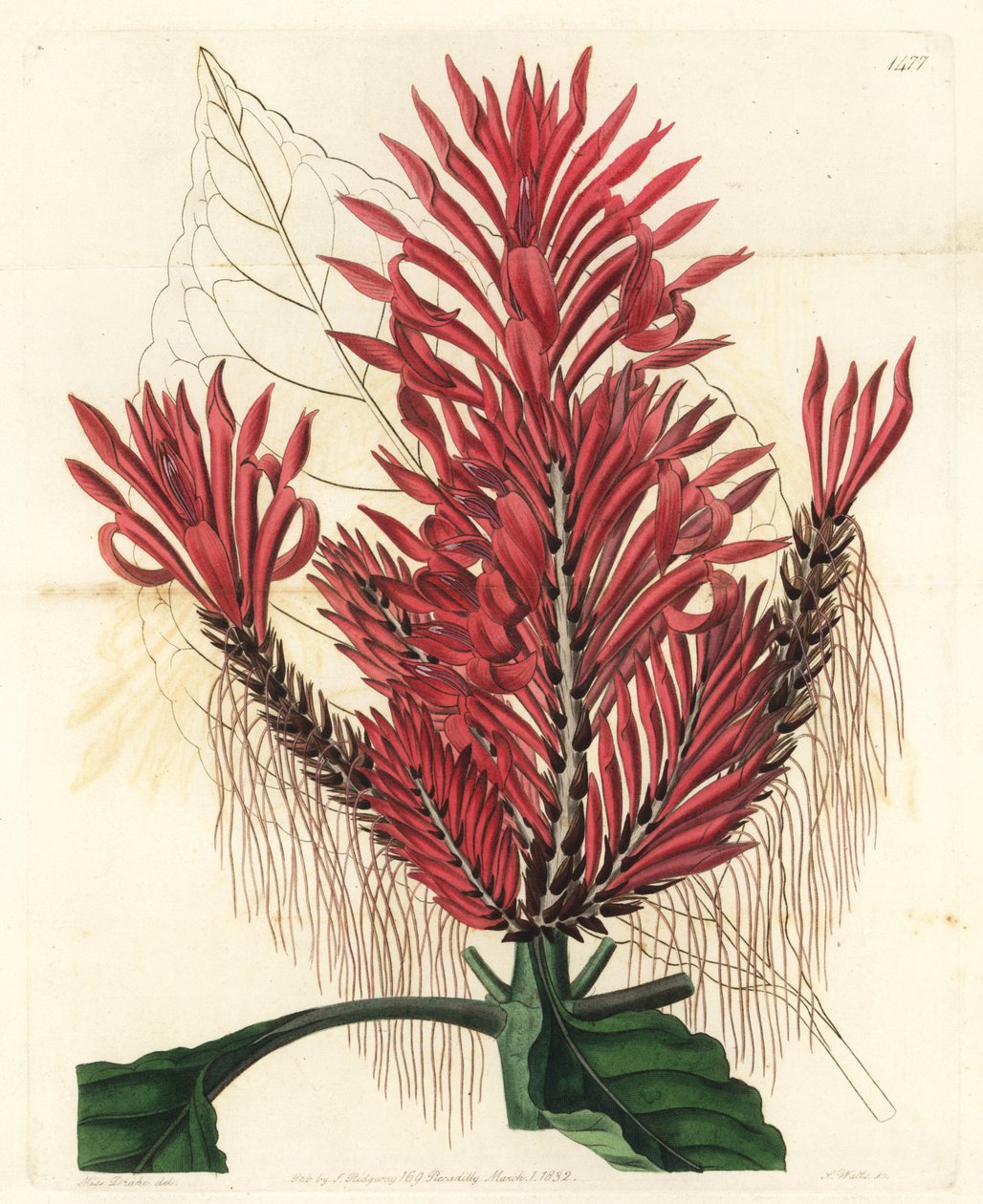 Aphelandra arborea (متوج aphelandra ، Aphelandra cristata). نقش على لوح نحاسي ملون يدويًا بواسطة S. Watts بعد رسم توضيحي لسارة دريك من سجل نباتات سيدنهام إدواردز ، ريدجواي ، لندن بواسطة سيدنهام تيست إدواردز