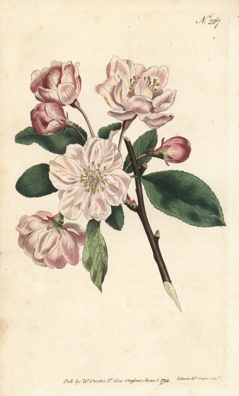 Apple tree with ornamental flowers - Chinese flowering apple, Malus spectabilis (Chinese apple tree, Pyrus spectabilis). Handcoloured copperplate engraving by Sansom after an illustration by Sydenham Edwards from William Curtis