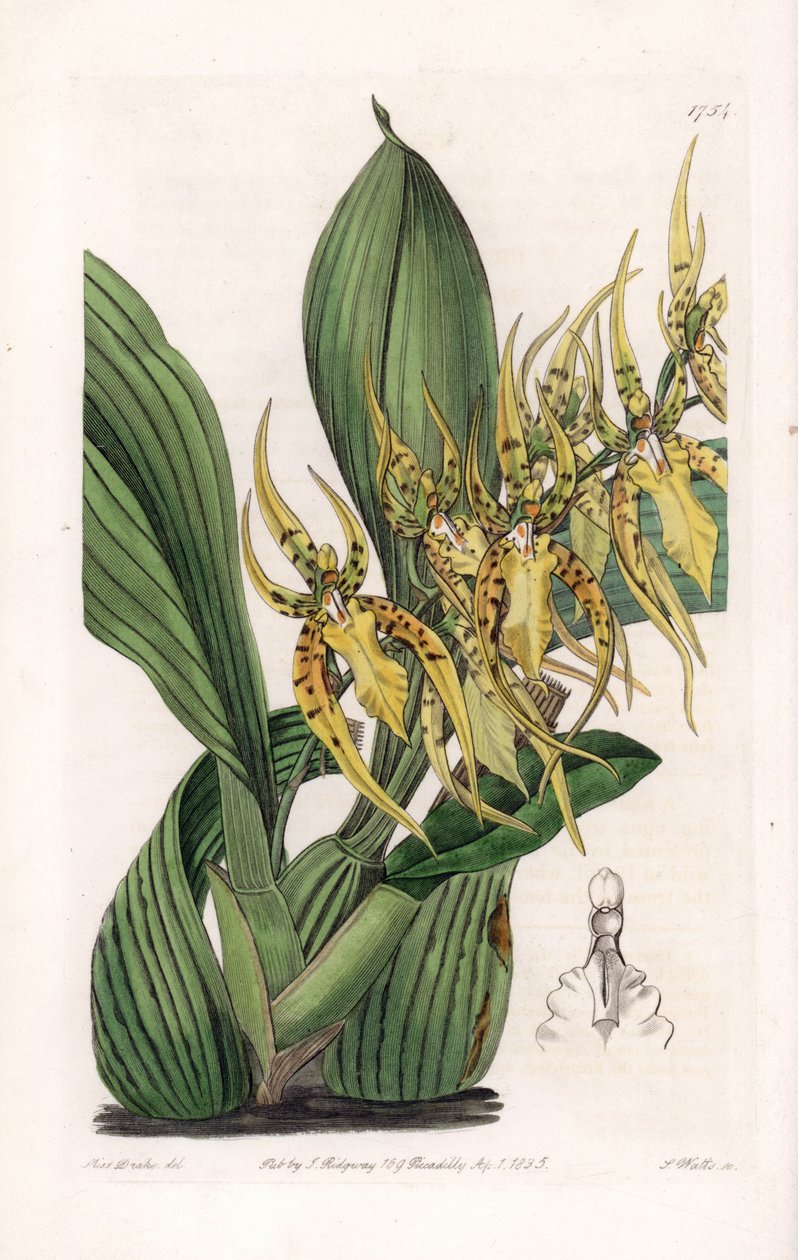 Araignee Orchid - لوحة نقشها S. Watts ، من رسم توضيحي لسارة آن دريك (1803-1857) ، من السجل النباتي لسيدنهام إدواردز (1768-1819) ، إنجلترا بواسطة سيدنهام تيست إدواردز