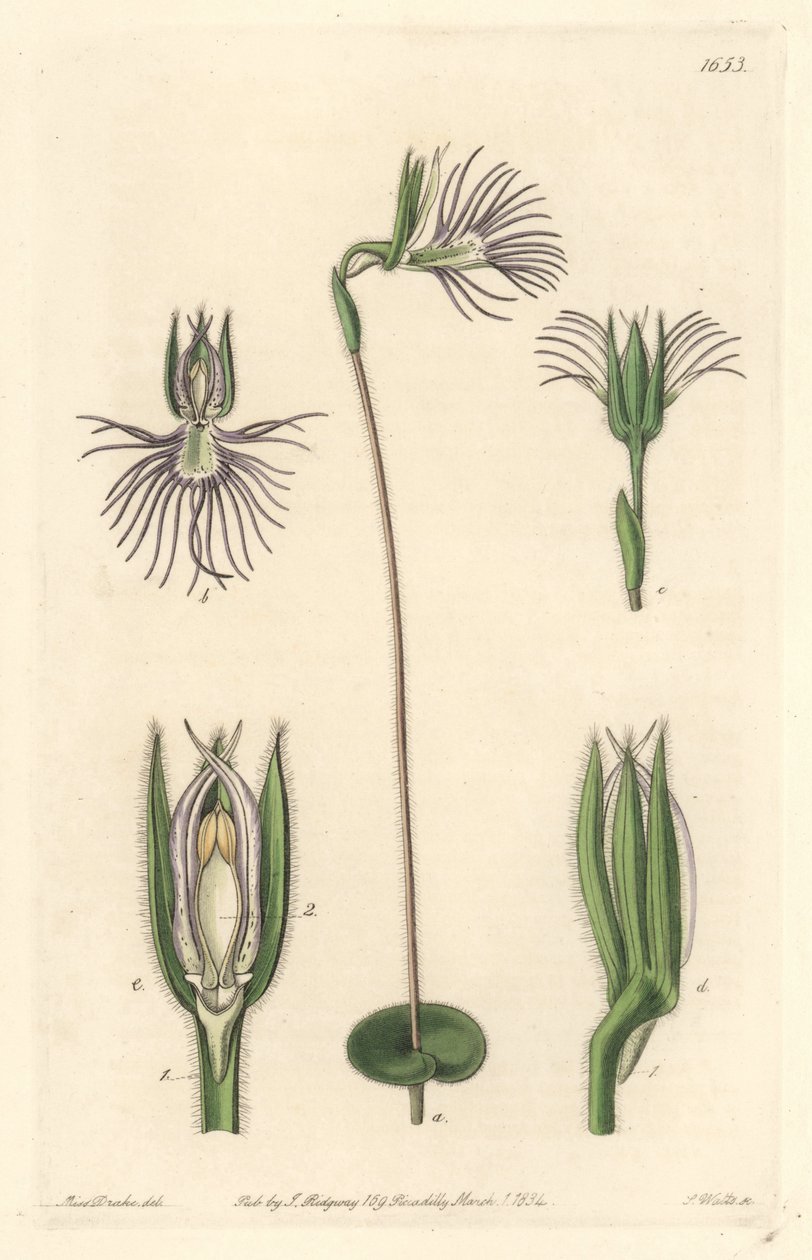 Araignee orchid, native to South Africa - Strong water by S. Watts from an illustration by Sarah Anne Drake (1803-1857), from the Botanical Register بواسطة سيدنهام تيست إدواردز