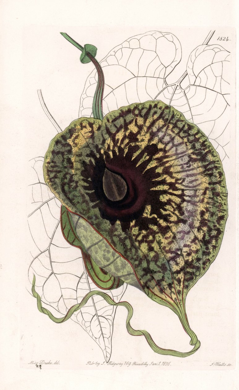 Aristoloche Variete - لوحة محفورة بواسطة S. Watts ، من رسم توضيحي لسارة آن دريك (1803-1857) ، من السجل النباتي لسيدنهام إدواردز (1768-1819) ، إنجلترا بواسطة سيدنهام تيست إدواردز