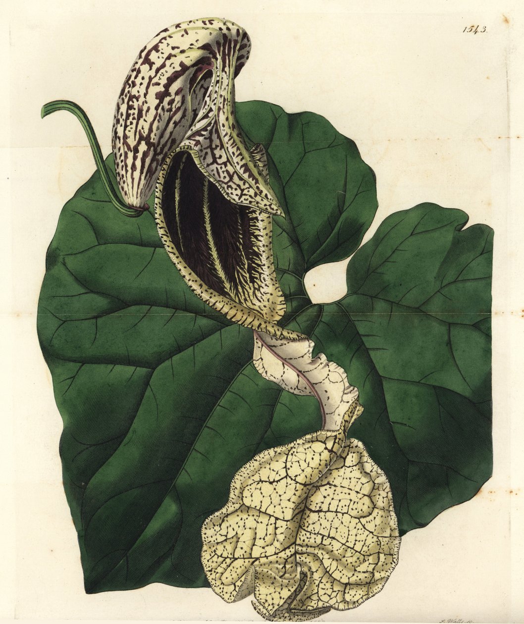 Aristoloche variete - Boat-flowered birthwort, Aristolochia cymbifera. Handcoloured copperplate engraving by S. Watts after an illustration by Miss Sarah Drake from Sydenham Edwards