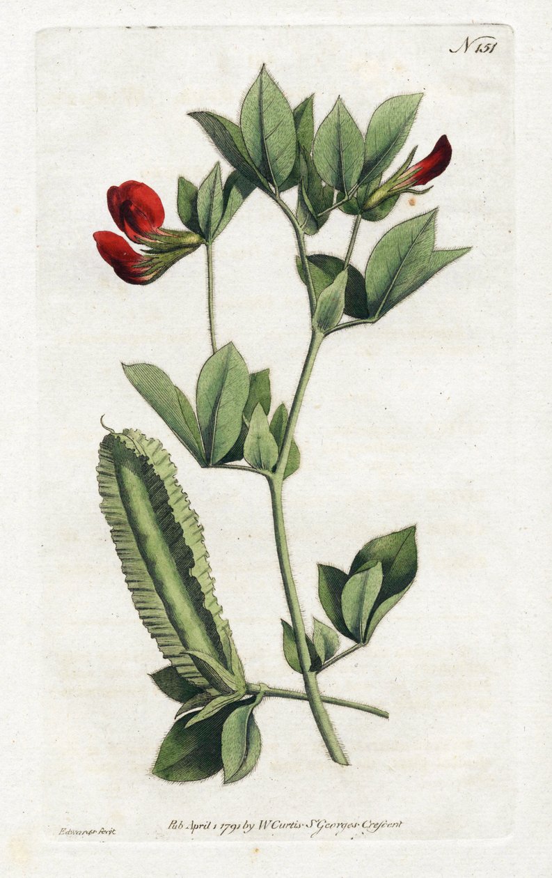 الهليون البازلاء - الطباعة الحجرية بواسطة سيدنهام إدواردز (1768-1819) ، لوحة من مجلة ويليام كيرتس النباتية (1746-1799) بواسطة سيدنهام تيست إدواردز