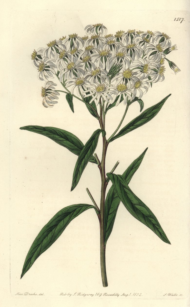Aster a umbellata - نجم مسطح ، Doellingeria umbellata (أستر ذو أوراق لوزية ، أستر أميجدالينوس). نقش على لوح نحاسي ملون يدويًا بواسطة S. Watts بعد رسم توضيحي من الآنسة سارة دريك من سجل نباتات سيدنهام إدواردز ، ريدجواي ، لندن بواسطة سيدنهام تيست إدواردز