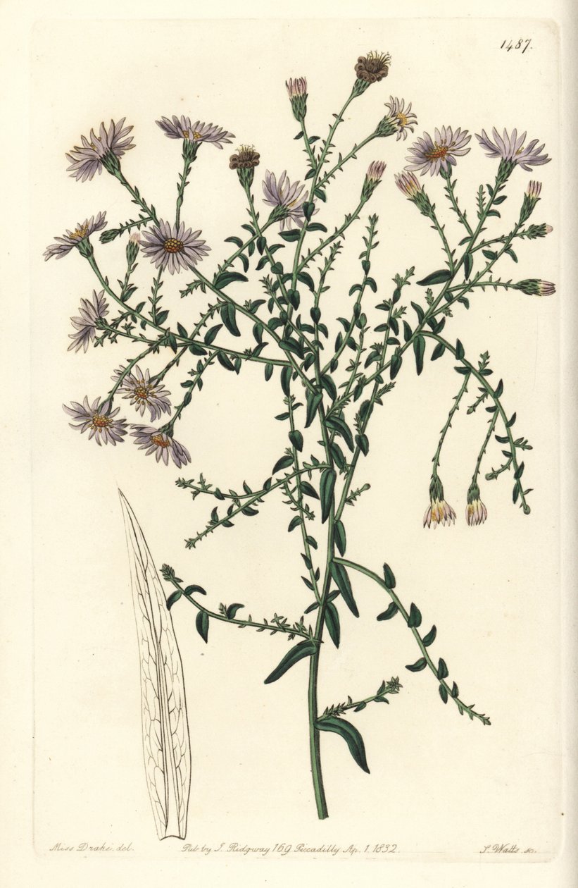 Aster variete - New York aster, Symphyotrichum dumosum (Coris-leaved starwort, Aster coridifolius). Handcoloured copperplate engraving by S. Watts after an illustration by Sarah Drake from Sydenham Edwards