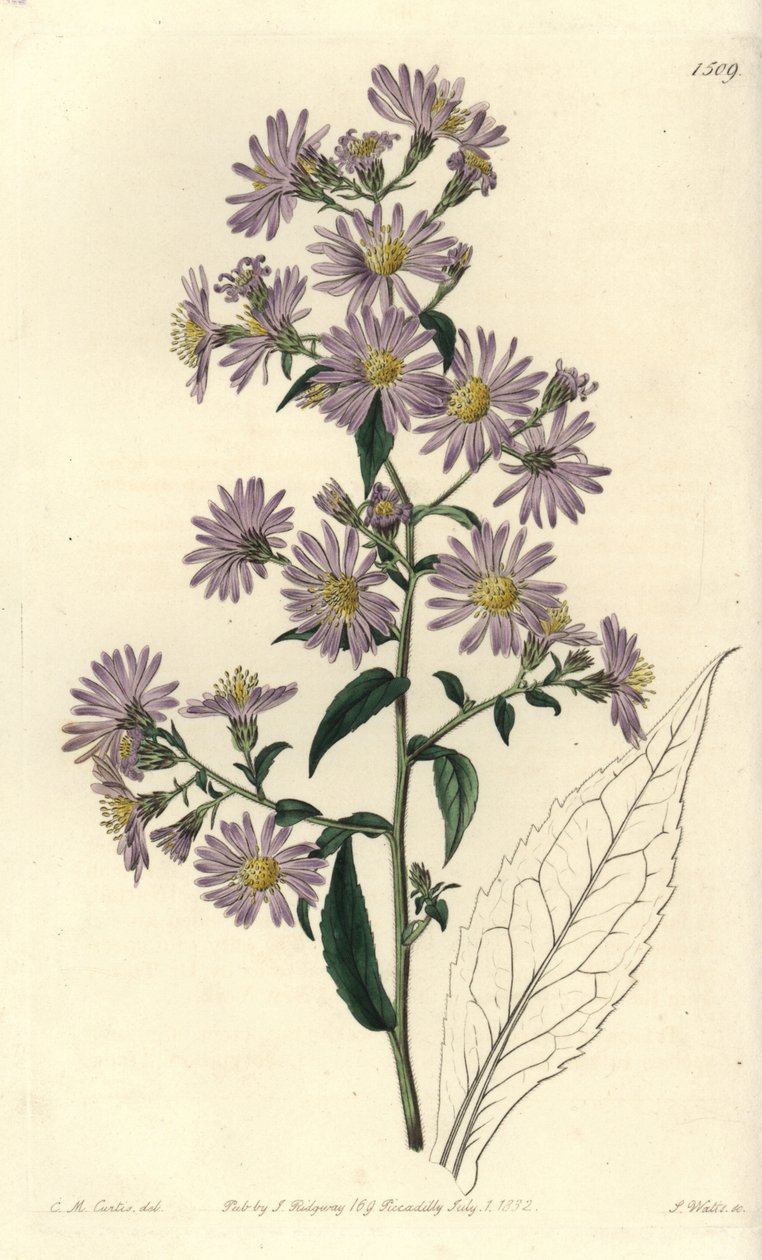 Aster variete - Panicled aster, Symphyotrichum lanceolatum (Pallid aster, Aster pallens). Handcoloured copperplate engraving by S. Watts after an illustration by Charles M Curtis from Sydenham Edwards