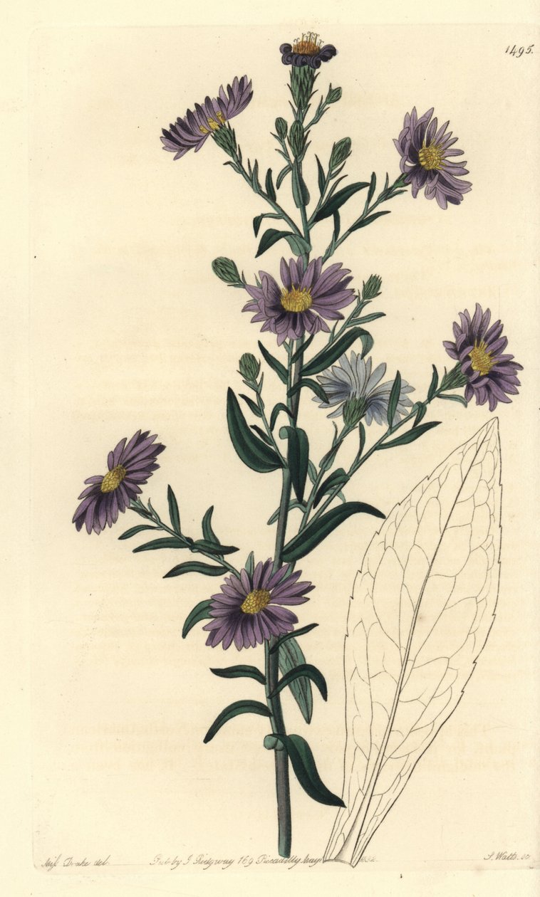 Aster variete - Smooth aster, Symphyotrichum laeve (Glaucous aster, Aster cyaneus). Handcoloured copperplate engraving by S. Watts after an illustration by Miss Sarah Drake from Sydenham Edwards