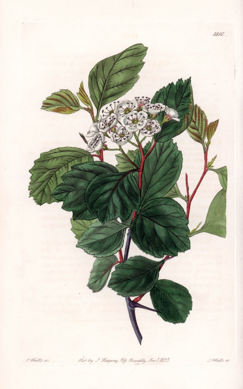 Aubepine أو شوكة بيضاء ، موطنها أمريكا الشمالية - نقشها S.Watts ، من رسم توضيحي لسارة آن دريك (1803-1857) ، من السجل النباتي لسيدنهام إدواردز (1768-1819) ، إنجلترا بواسطة سيدنهام تيست إدواردز