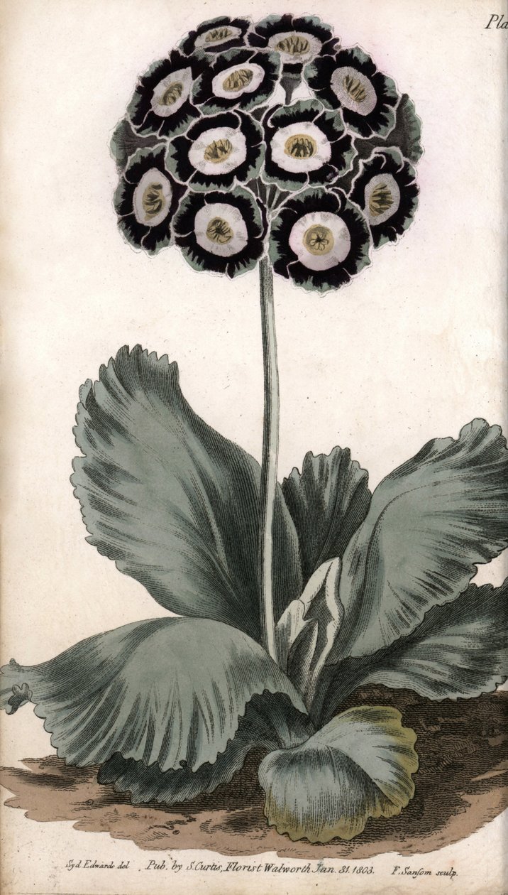 أذن أو أذن الدب. نقش نحاسي ملون ، رسم توضيحي لسيدنهام إدواردز (1768-1819) لمؤتمرات نباتية ، حديقة لامبث النباتية (إنجلترا) بواسطة سيدنهام تيست إدواردز