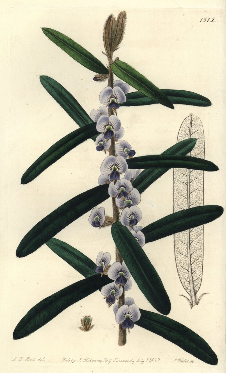 مجموعة شجيرة hovea الأسترالية - أشعث hovea ، Hovea villosa. نقش على لوح نحاسي ملون يدويًا بواسطة S. Watts بعد رسم توضيحي بواسطة JT Hart من سجل نباتات سيدنهام إدواردز ، ريدجواي ، لندن بواسطة سيدنهام تيست إدواردز