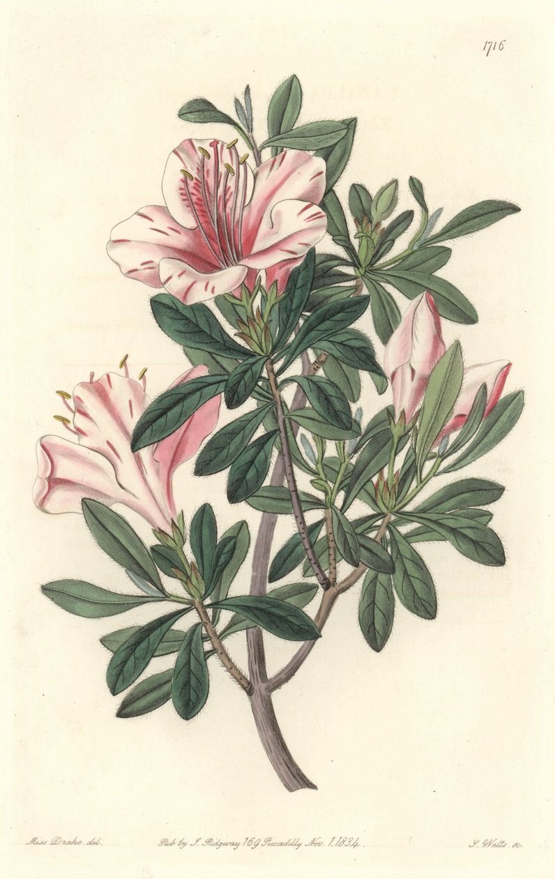 Azalee of Florists - S. Watts Strong Water من رسم توضيحي لسارة آن دريك (1803-1857) ، من السجل النباتي بواسطة سيدنهام تيست إدواردز
