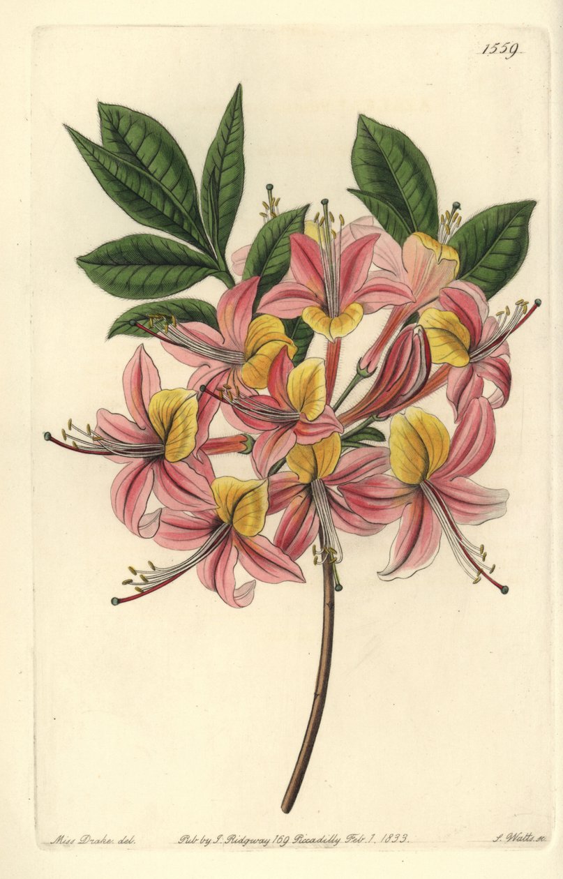 Azalee pontic yellow - أزاليا صفراء ، Rhododendron luteum (أزاليا بونتيك قابلة للتغيير ، أزاليا بونتيكا مبرقشة). نقش على لوح نحاسي ملون يدويًا بواسطة S. Watts بعد رسم توضيحي من Miss Sarah Drake من سجل نباتات سيدنهام إدواردز ، Ridgeway ، L بواسطة سيدنهام تيست إدواردز