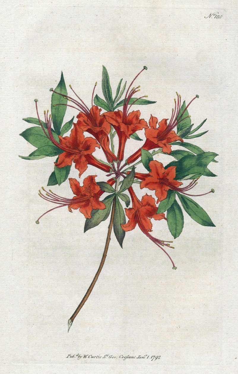 Azalee with bare flowers (Rhododendron periclymenoides) - Lithography by Sydenham Edwards (1768-1819), plate from the Botanical Magazine by William Curtis (1746-1799) بواسطة سيدنهام تيست إدواردز