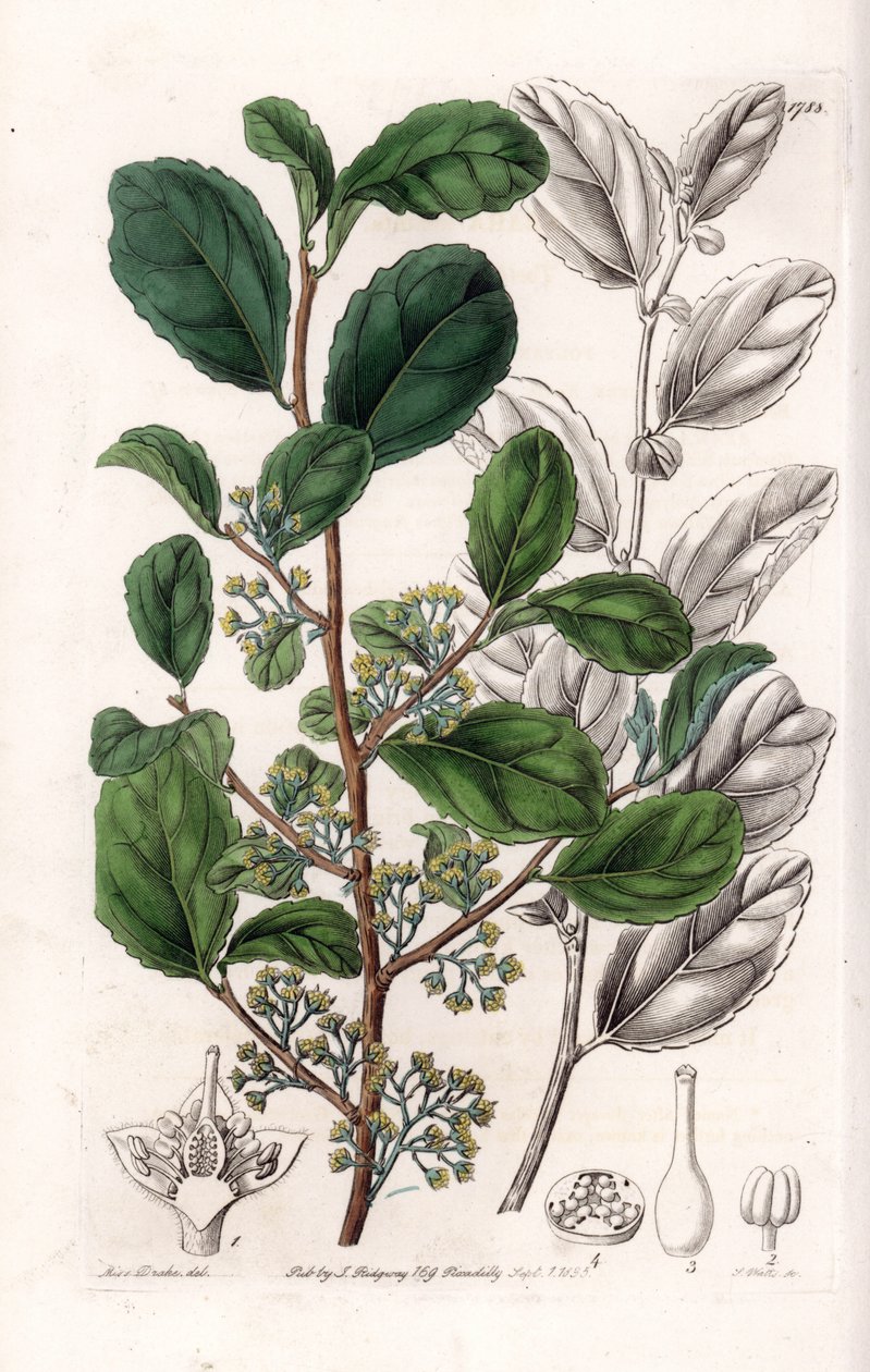 Azara Variete - Plate engraved by S.Watts, from an illustration by Sarah Anne Drake (1803-1857), from the Botanical Register of Sydenham Edwards (1768-1819), England بواسطة سيدنهام تيست إدواردز
