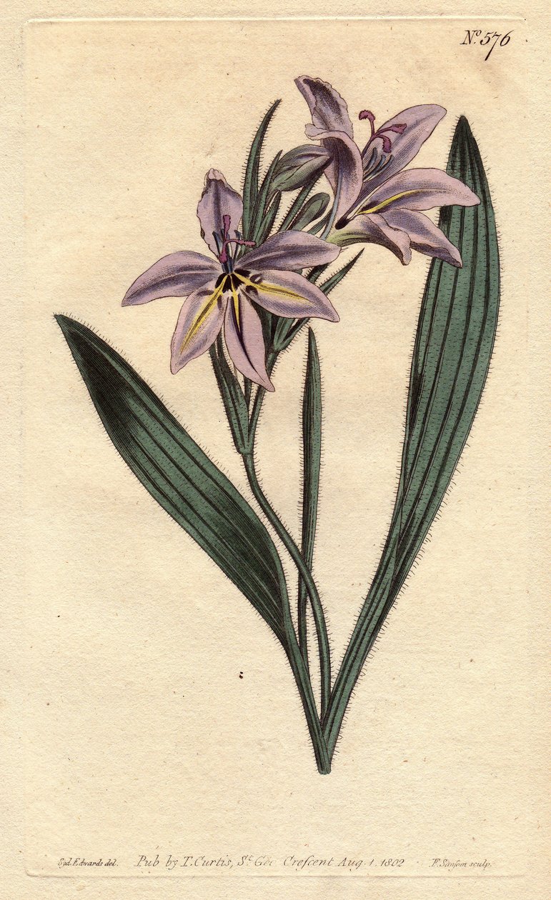 Baboon flower with sweet perfume, with lilac flowers pale.Sweet scented babiana with pale lilac flowers. Babiana plicata. Handcolored copperplate engraving from a botanical illustration by Sydenham Edwards from William Curtis